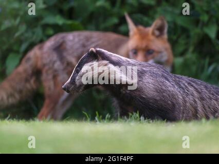 Un wild Red Fox (Vulpes vulpes) & Blaireau (Meles meles) tard en soirée, dans le Warwickshire Banque D'Images