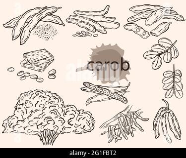 Esquisse de caroube, ensemble de vecteurs. Fruits de caroube, gousses aux grains, sur une branche et en poudre. Pieds d'arbre Ceratonia. Culture et collecte de superalimentation, agriculture Illustration de Vecteur