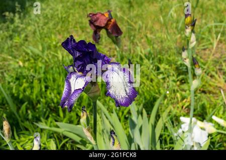 Vue rapprochée sur différents boutons de fleur d'iris sur un lit de fleur de printemps Banque D'Images