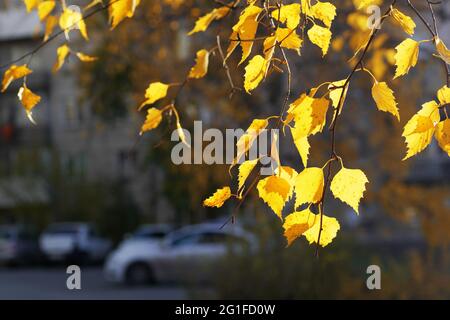 gros plan de feuilles de bouleau jaune sous la lumière du soleil sur la branche en automne dans la ville, copier l'espace Banque D'Images