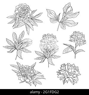 Un ensemble de dessins de contour de fleurs et de feuilles de pivoine. Clipart vecteur isolé. Motif botanique monochrome dessiné à la main minimal. Illustration de Vecteur