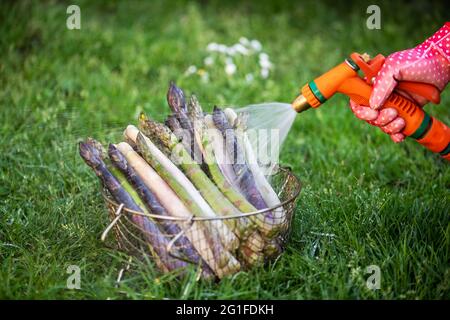 Un fermier lave les pousses d'asperges avec un tuyau de jardin. Pousses d'asperges fraîches vertes, pourpres et blanches. Photographie alimentaire Banque D'Images