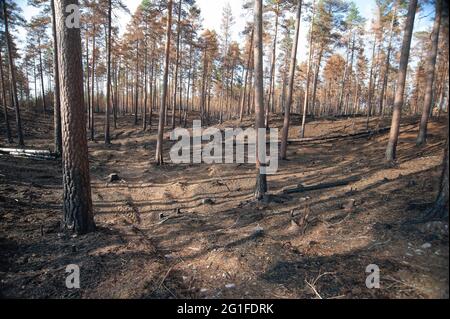 Forêt de pins (Pinus sylvestris) après un feu de forêt artificiel comme mesure de conservation de la nature, Parc national de Norra Kvill, Smaland, Kalmar Laen, Suède Banque D'Images