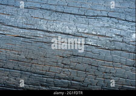 Tronc de pin brûlé (Pinus sylvestris), parc national de Norra Kvill près de Vimmerby, Kvill, Smaland, Kalmar Laen, Suède Banque D'Images