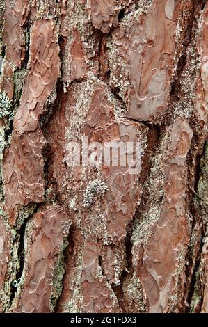 Écorce (Pinus sylvestris) d'un vieux pin, Parc national de Norra Kvill près de Vimmerby, Kvill, Smaland, Kalmar Laen, Suède Banque D'Images