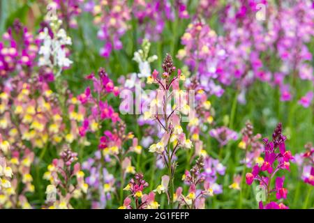 Couleurs mélangées de la plante de couchage annuelle Linaria maroccana, Linaria 'Northern Lights' fleurit de la fin du printemps au début de l'été dans un jardin de Surrey Banque D'Images