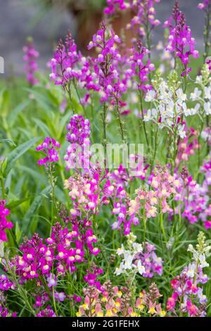 Couleurs mélangées de la plante de couchage annuelle Linaria maroccana, Linaria 'Northern Lights' fleurit de la fin du printemps au début de l'été dans un jardin de Surrey Banque D'Images