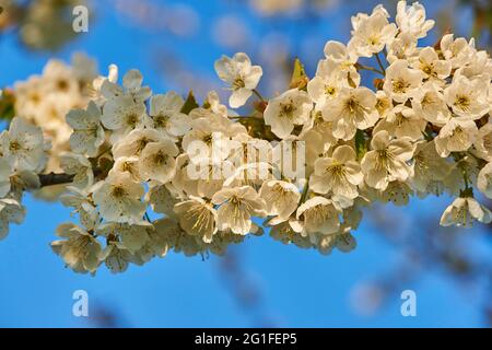 Cerisier aigre (Prunus cerasus), floraison, Bavière, Allemagne Banque D'Images