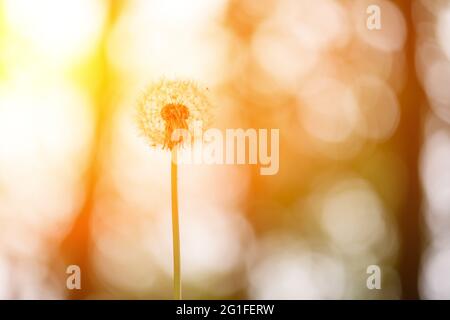 Une fleur de pissenlit douce au coucher du soleil. Fond floral naturel Banque D'Images