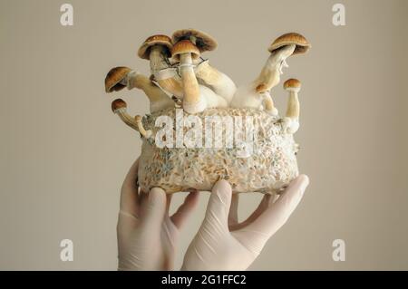 Bloc de mycélium de champignons psychédéliques psilocybin enseignant d'or. Cultivateur avec des champignons Psilocybe Cubensis. Vue macro, gros plan. Co. De microdosage Banque D'Images