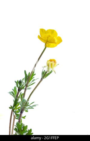 Buttercup bulbeux (Ranunculus bulbosus) fleurs sur sol blanc, Allemagne Banque D'Images