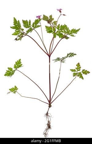 Ruprechtskraut ou raclage Cranesbill (Geranium robertianum) sur sol blanc, photo studio, Allemagne Banque D'Images