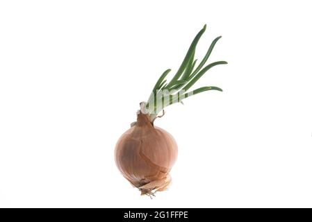 Ecracher l'oignon (Allium cesp) sur fond blanc, photo en studio, Allemagne Banque D'Images