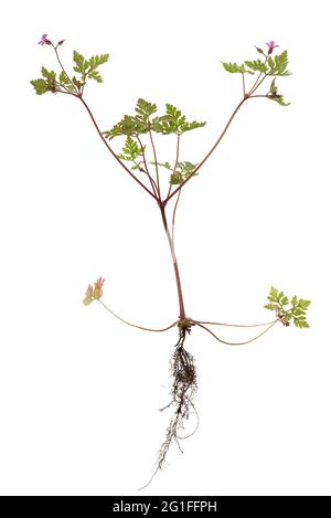 Ruprechtskraut ou raclage Cranesbill (Geranium robertianum) sur sol blanc, photo studio, Allemagne Banque D'Images