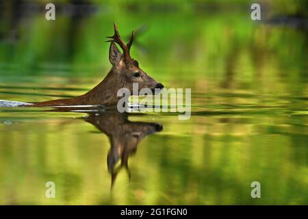 Cerf de Virginie européen (Capreolus capreolus) traversée d'une rivière, matin, baignade, Luebars, Allemagne Banque D'Images