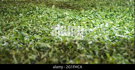 Les feuilles de thé vert sèchent en usine Banque D'Images