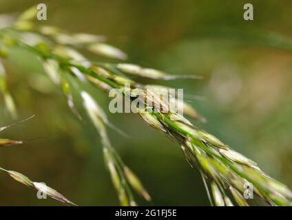 Bishop's Mitre (Aelia acuminata), pointe sur tige, Rhénanie-du-Nord-Westphalie, Allemagne Banque D'Images