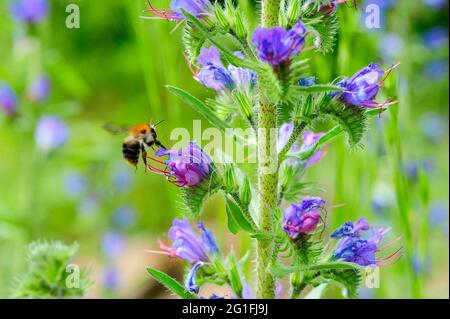 Bugloss de vipère commun (Echium vulgare) avec bumblebee de jardin (Bombus hortorum) volant, collecte, jardin de la nature de la station de conservation de la nature Banque D'Images