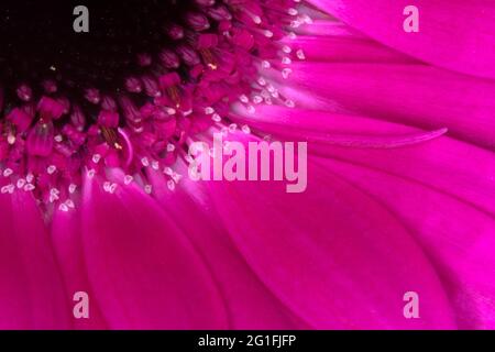 Gerberas violets. Gros plan de gerber. Grande planche de fleur. Banque D'Images