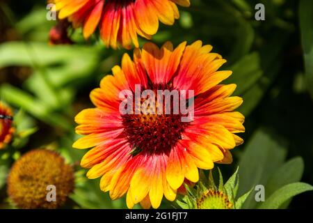 Gerberas sauvages. Orange. Fleurs rouges jaunes. Fleurs dans la nature Banque D'Images