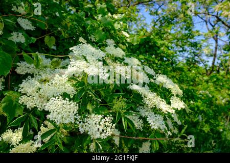 le luer sureau, sambucus nigra dans le parc national autrichien neusiedler see, seewinkel Banque D'Images