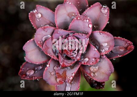 Usine, Morning Dew, Inverewe Gardens, jardin clos, Osgood Mackenzie, Poolewe, Loch Ewe, Highlands, Highland, Écosse, Royaume-Uni Banque D'Images