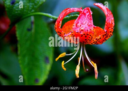 Lily, jardins Inverewe, jardin clos, Osgood Mackenzie, Poolewe, Loch Ewe, Highlands, Highland, Écosse, Royaume-Uni Banque D'Images