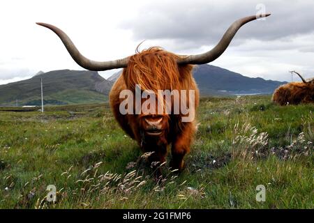 Scottish Highland Cattle (Bos Taurus), Highland Cattle, Kyloe Taurus, Head, Elgol, Île de Skye, Skye, Hébrides intérieures, Hébrides, Highlands, Highland Banque D'Images