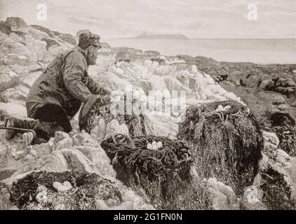 Vue de la fin du XIXe siècle d'un local qui prend des œufs Cormorans sur les îles Farne, un groupe d'îles au large de la côte de Northumberland, en Angleterre. Ils ont été enregistrés pour la première fois en 651, quand ils sont devenus la maison de Saint Aidan, suivi de Saint Cuthbert qui y est mort en 687. Les îles ont été utilisées par ermites par intermittence jusqu'à la mort du dernier ermite sur les îles en 1246. Les îles sont également associées à Grace Darling, fille du gardien de phare de Longstone William Darling, qui a tous deux sauvé neuf personnes de l'épave du Forfarshire dans un brouillard épais et fort, le navire ayant échoué Banque D'Images