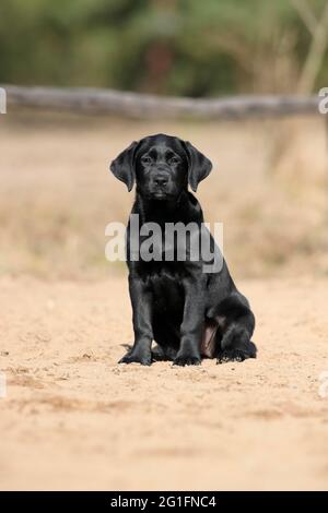 Labrador Retriever (Canis lupus familiaris), chiot, assis, Hesse, Allemagne Banque D'Images