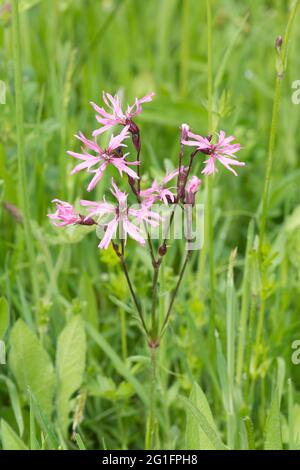 Robin déchiquetée, Robin oblacéenne, Silene flos-cucuci, Lychnis flos-cucuci, tête de fleur, Mai, Royaume-Uni Banque D'Images