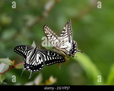 Gros plan de magnifiques papillons chinois à queue jaune (Papilio xuthus) assis sur la plante Banque D'Images