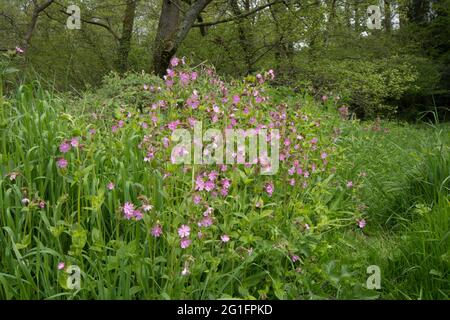 Campion rouge, mouche rouge, Silene dioica, Melandrium rubrum, mai, ROYAUME-UNI Banque D'Images