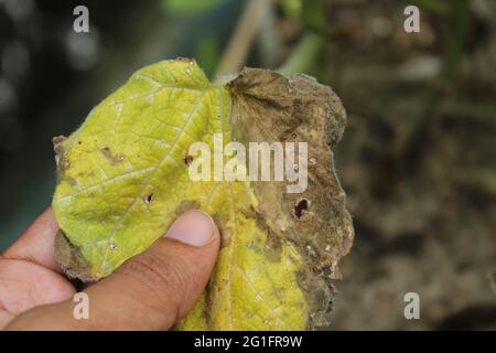 Une main touchant les feuilles d'une plante de citrouille, la ver mangeait les feuilles de citrouille Banque D'Images