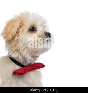 portrait d'un élégant chien bichon portant un noeud papillon rouge et se portant sur un fond blanc Banque D'Images