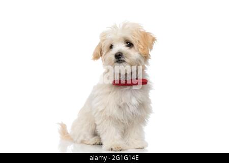 chien doux bichon regardant loin et rêvant, portant un noeud papillon rouge sur fond blanc Banque D'Images