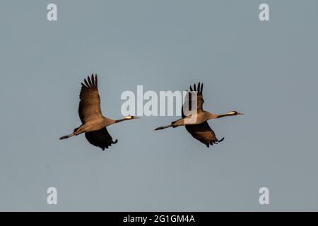 Grue européenne commune Grus Grus hivernant en Camargue, France Banque D'Images