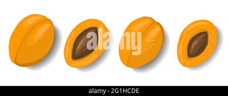 Abricots isolés sur fond blanc. Clipart de fruits. Élément pour un motif été. Illustration vectorielle Illustration de Vecteur