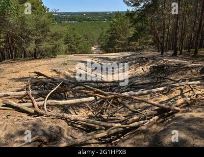 Trebbin, Allemagne. 07e juin 2021. Les racines et les vieux pins se trouvent sur le versant sablonneux du Löwendorfer Berg, dans le quartier de Teltow-Fläming. Depuis 2012, il y a une tour d'observation dans le quartier Trebbin de Löwendorf. De la tour de 22 mètres de haut sur le Löwendorfer Berg de 103 mètres, les visiteurs ont une vue magnifique sur la campagne environnante, jusqu'à la capitale fédérale Berlin et la capitale de l'État Potsdam. Credit: Patrick Pleul/dpa-Zentralbild/ZB/dpa/Alay Live News Banque D'Images