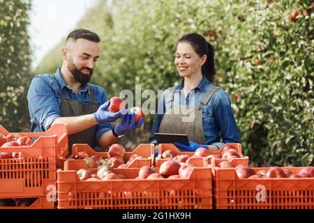 Joyeux fermier montrant fièrement son produit son verger, pomme biologique Banque D'Images