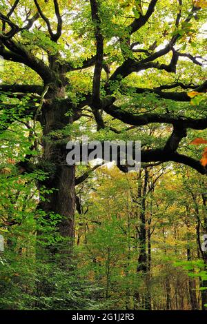 Paimpont (Bretagne, nord-ouest de la France): Chêne Òchene des HindresÓ dans la forêt de Broceliande Banque D'Images