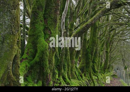 Hanvec (Bretagne, Nord-Ouest de la France) : allée bordée de hêtres au domaine de Menez Meur dans le Parc naturel régional de l'Armorique Banque D'Images