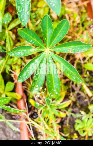 Gros plan de la plante verte Banque D'Images