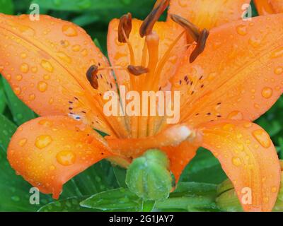 Macro de filaments de nénuphars et de pédales avec gouttes de pluie Banque D'Images