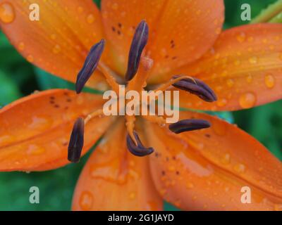 Macro de filaments de nénuphars et de pédales avec gouttes de pluie Banque D'Images