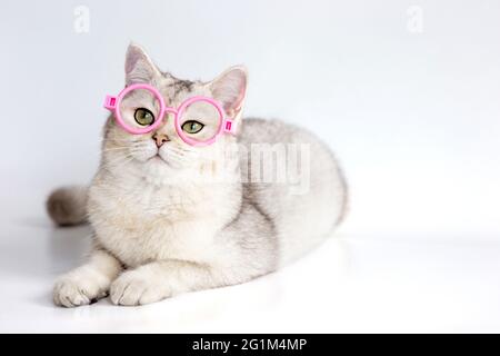 Un chat blanc drôle en lunettes roses se trouve sur une table blanche. Banque D'Images