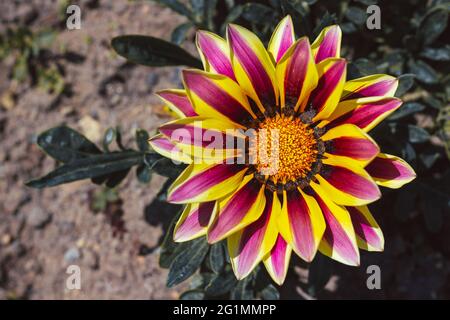 gazania jaune et rose ou marguerite africaine Banque D'Images