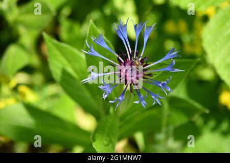 Une abeille anglaise collectant du pollen du centre d'une usine de Centaurea Montana Banque D'Images