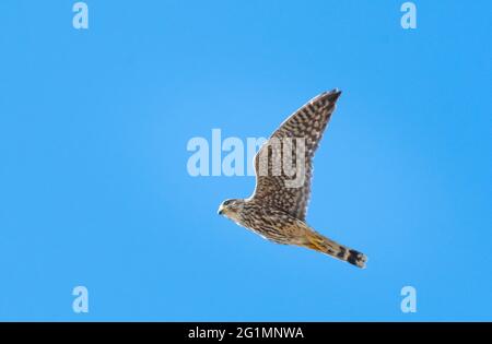 Un Merlin (Falco columbarius) Banque D'Images