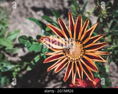 survoler assis sur la gazania ou la marguerite africaine Banque D'Images